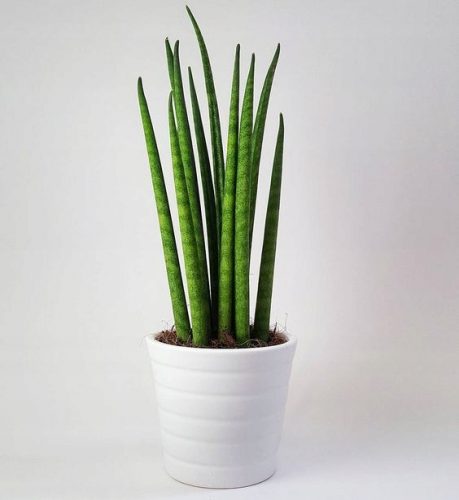  Разсад Sansevieria Cylindrica в съд 0,5-1л