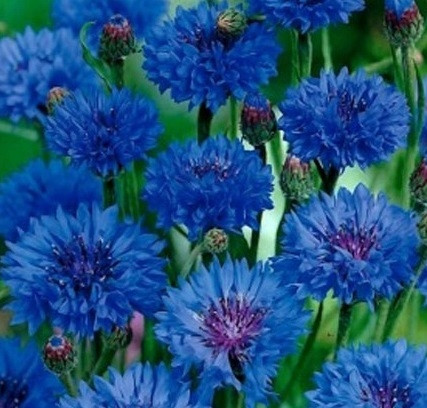  КРЪСТОСЛОВИЦА BLUE CENTAUREA CYANUS 100 ГР