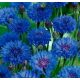  КРЪСТОСЛОВИЦА BLUE CENTAUREA CYANUS 100 ГР