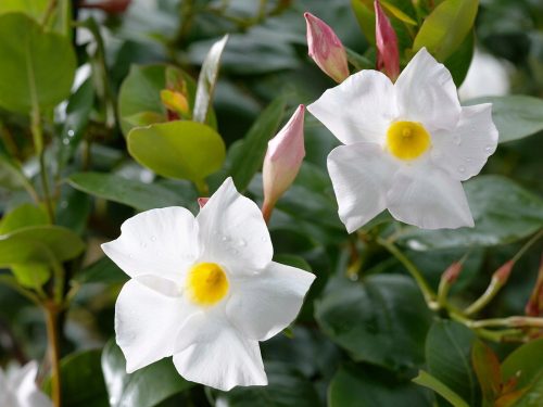  Mandevilla Sundaville Dipladenia Rio White разсад