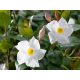  Mandevilla Sundaville Dipladenia Rio White разсад