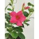  Mandevilla Sundaville Dipladenia Rio Pink разсад