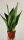  Сансевиерия Sansevieria Moonshine 30 см