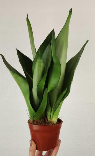  Сансевиерия Sansevieria Moonshine 30 см