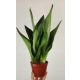  Сансевиерия Sansevieria Moonshine 30 см