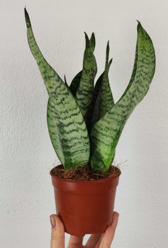  Sansevieria Zeylanica Sansevieria Snake 30см