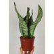  Sansevieria Zeylanica Sansevieria Snake 30см