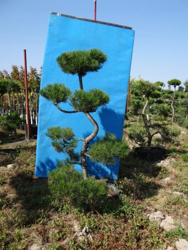  ФОРМИРАН БОНСАИ NIWAKI PINUS NIGRA ЧЕРЕН БОР