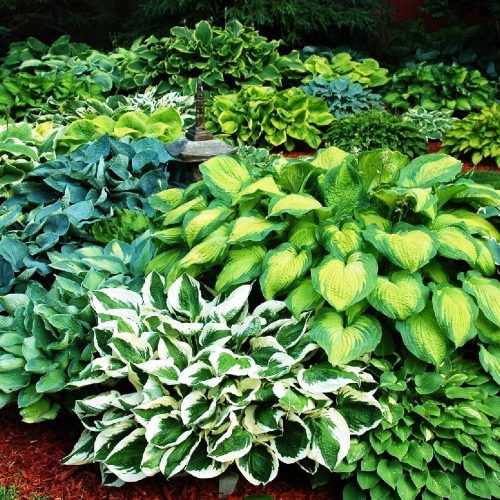  Hosta Funkia разсад Цветен микс 5 бр