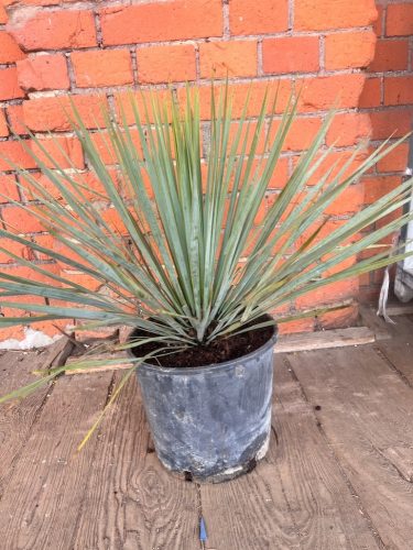  Yucca rostrata Идеално растение за балкон или тераса