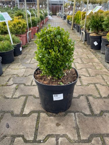  Buxus Sempervirens формован - чемшир C7.5