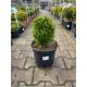  Buxus Sempervirens формован - чемшир C7.5