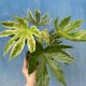  Fatsia Japonica Variegata D 14 см прибл