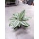  Aglaonema silver frost 45 см 15/19 в ХИДРОПОНИКА рядък сорт