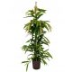  Ficus amstel king