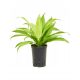  Dracaena limelight 45см в хидропоника вложка 15/19 светлозелена хидродрацена