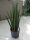  Sansevieria шипове хидропоника 40 см 13/12 sansevieria в хидропоника