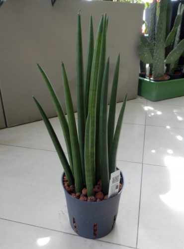  Sansevieria шипове хидропоника 40 см 13/12 sansevieria в хидропоника