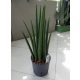  Sansevieria шипове хидропоника 40 см 13/12 sansevieria в хидропоника