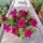  Petunia Hybrida Raspberry разсад в 2-3 литров съд