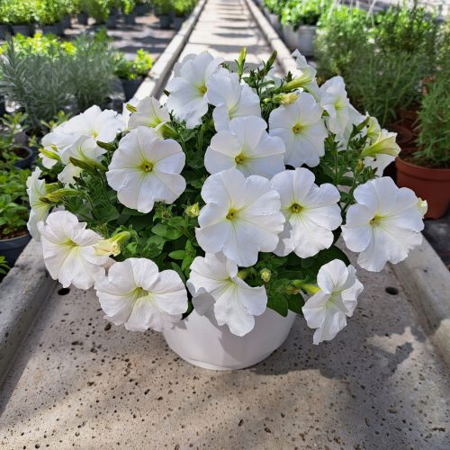  Petunia Hybrida Pearl White разсад в 2-3 литров съд