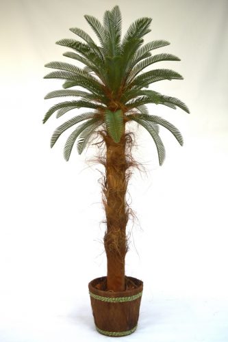  Палма Cycas Cycas Cycas Revoluta 2м