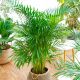  Разсад Dypsis lutescens в 2-3 литров съд